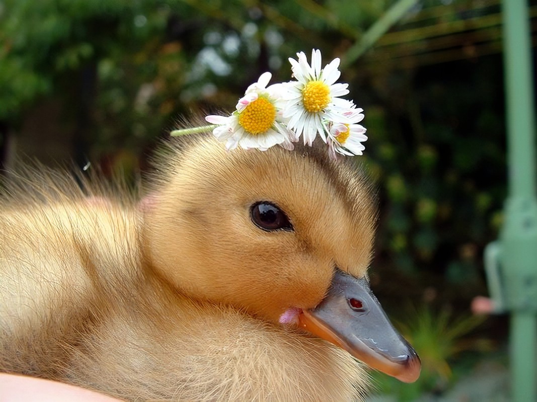 cute duck with daises on head