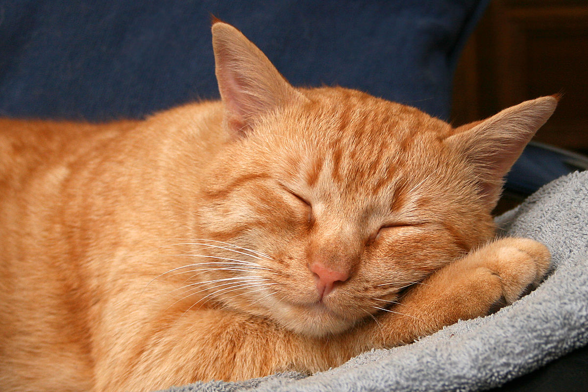 resting orange cat